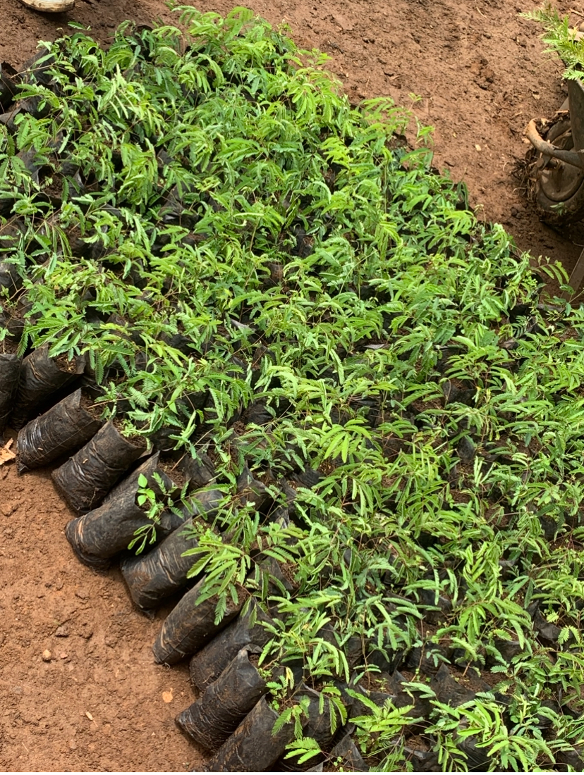 Formation pratique sur les techniques de protection de l’environnement et distribution d’arbres agroforestiers dans le territoire de Kabare à Miti